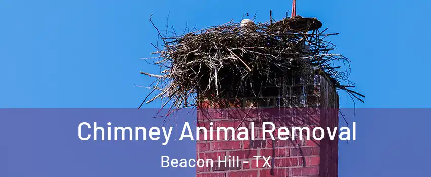 Chimney Animal Removal Beacon Hill - TX