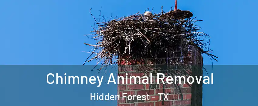 Chimney Animal Removal Hidden Forest - TX