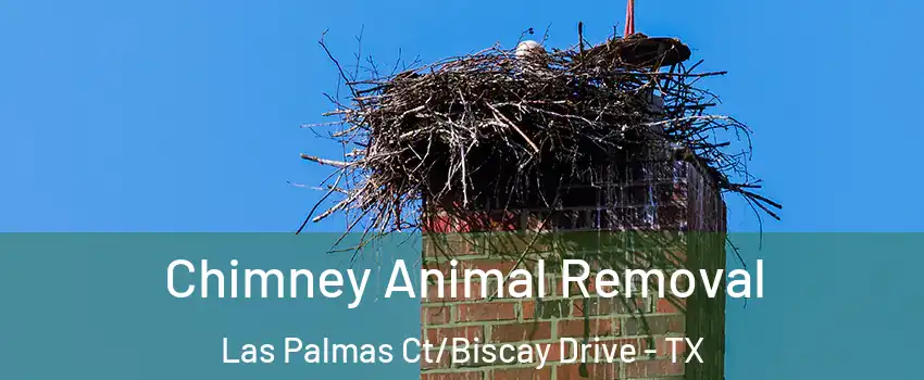 Chimney Animal Removal Las Palmas Ct/Biscay Drive - TX