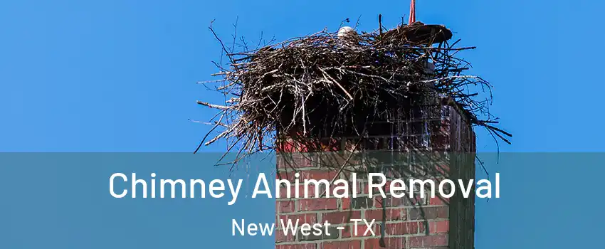 Chimney Animal Removal New West - TX