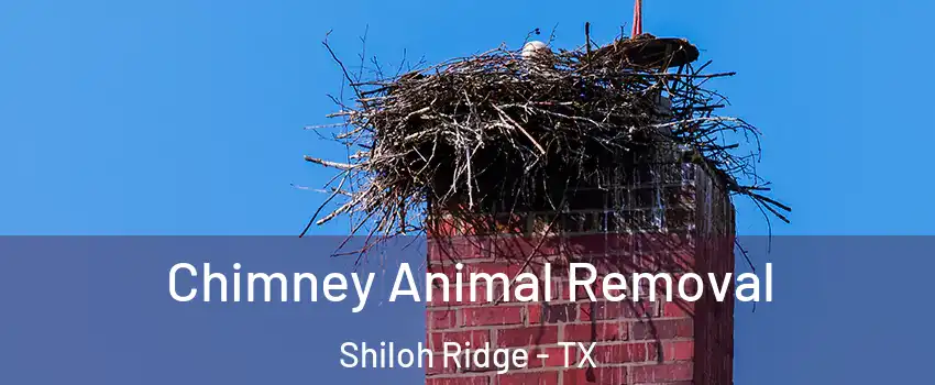 Chimney Animal Removal Shiloh Ridge - TX