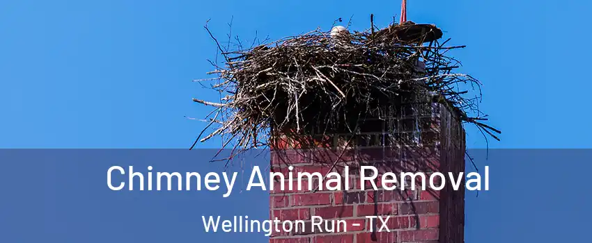 Chimney Animal Removal Wellington Run - TX