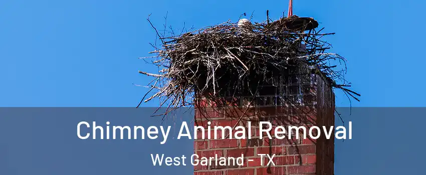 Chimney Animal Removal West Garland - TX