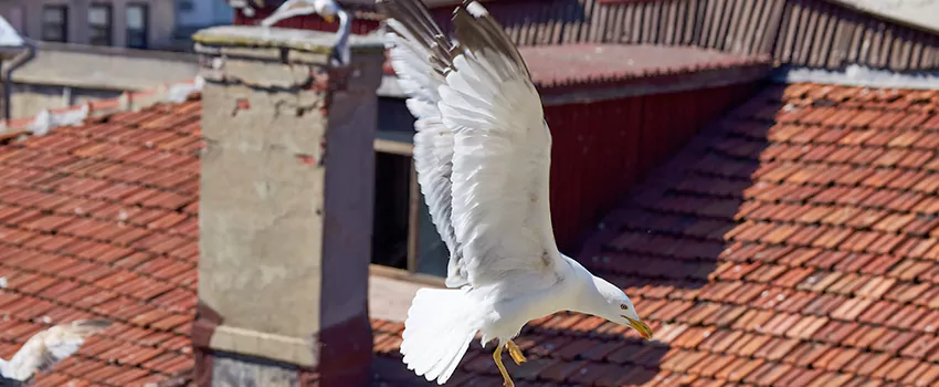 Residential Chimney Animal Removal Solution in Crystal Falls, TX